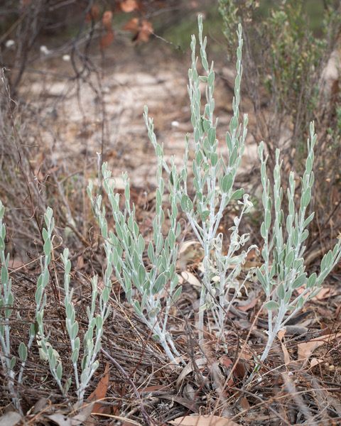 Dampiera lanceolata var. intermedia
